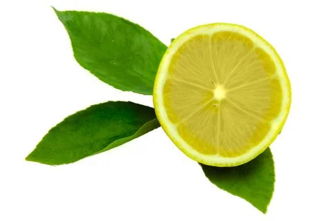 Lemon  leaf Stock Photos