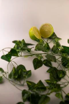 Lemon with leafs Stock Photos