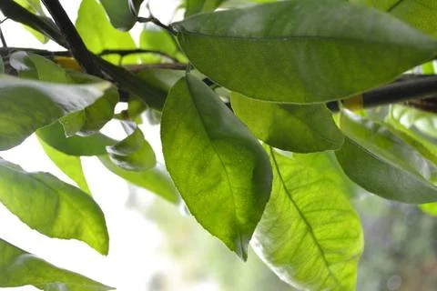 Lemon leaves Stock Photos