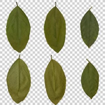 Lemon leaves Stock Photos