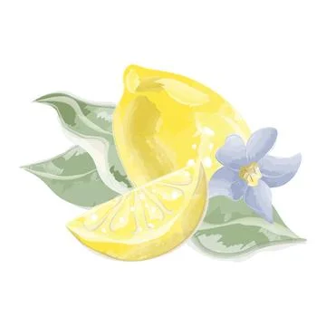 Lemon with lemon slice watercolor vector Stock Illustration