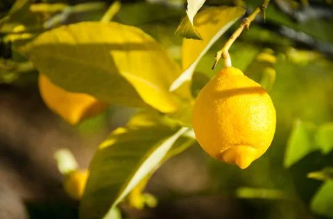 Lemon on a lemon tree Stock Photos