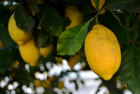 Lemon on a lemon tree Stock Photos