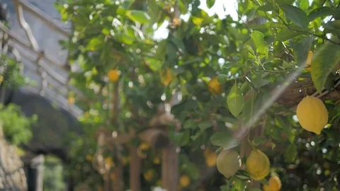 Lemon with lens flare Video stock 84270801