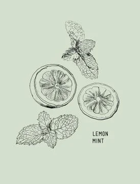 Lemon , Lime and mint ink sketch set. Stock Illustration