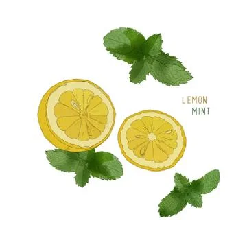 Lemon , Lime and mint ink sketch set. Stock Illustration