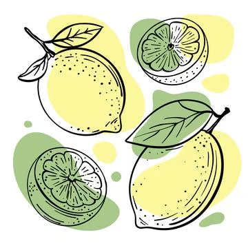 LEMON LIME Delicious Fruit Hand Drawn Vector Illustration Set Stock Illustration