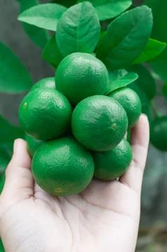 Lemon lime fruit on hand Stock Photos
