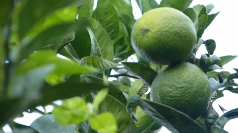 Lemon,  lime, Tangerine, Orange 動画素材 37341644