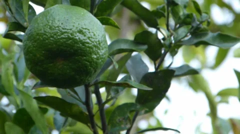 Lemon,  lime, Tangerine, Orange 動画素材 37341692