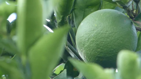 Lemon,  lime, Tangerine, Orange 動画素材 37341793