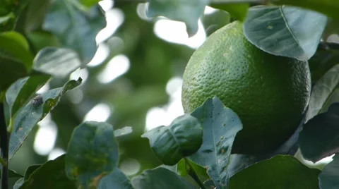 Lemon,  lime, Tangerine, Orange 動画素材 37341817