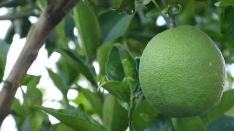 Lemon,  lime, Tangerine, Orange 動画素材 37341874
