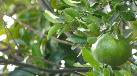 Lemon,  lime, Tangerine, Orange 動画素材 37341982