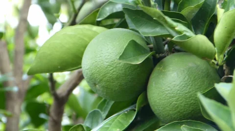Lemon,  lime, Tangerine, Orange 動画素材 37342008