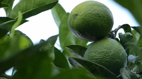 Lemon,  lime, Tangerine, Orange 動画素材 37342136