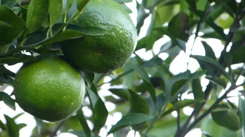 Lemon,  lime, Tangerine, Orange 動画素材 37342148