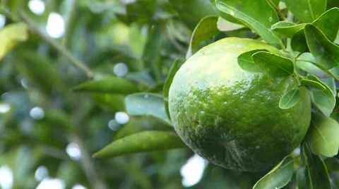 Lemon,  lime, Tangerine, Orange 動画素材 37342162