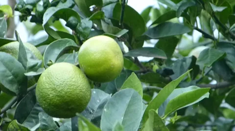 Lemon,  lime, Tangerine, Orange 動画素材 37342204