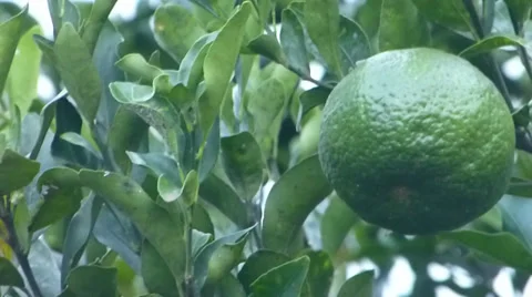 Lemon,  lime, Tangerine, Orange 動画素材 37342271