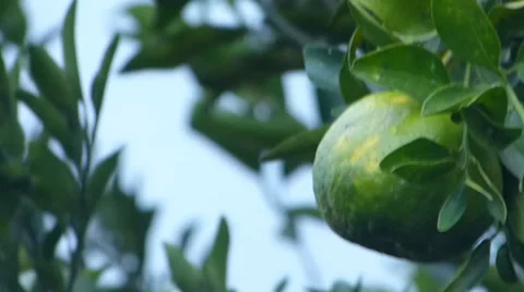 Lemon,  lime, Tangerine, Orange 動画素材 37342364