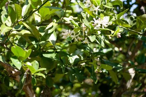 Lemon Lime Tree Flowers Background Foto stock