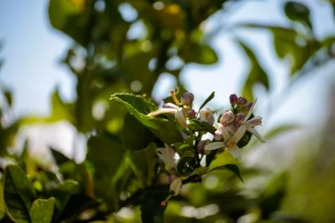 Lemon Lime Tree Flowers Foto stock