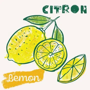Lemon line art and color hand-drawn vector illustration. Rough crayon strokes Illustrazione stock