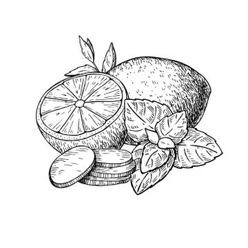 Lemon, mint and ginger vector drawing. Root, hearb leaf and frui Stock Illustration