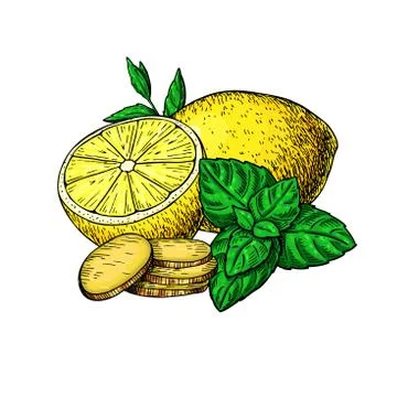 Lemon, mint and ginger vector drawing. Root, hearb leaf and fruit slice sketch. Stock Illustration