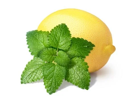 Lemon with mint balm isolated Stock Photos