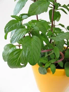 Lemon mint Stock Photos