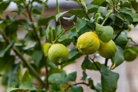 Lemon or organic Lime Tree in Thailand, with three limes on branch Stock Photos