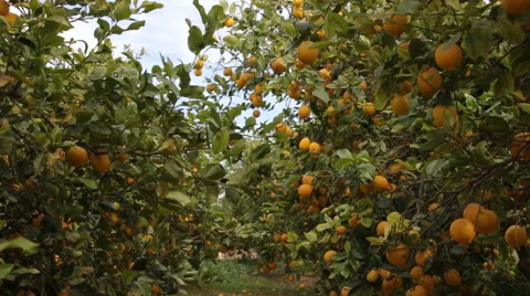 Lemon Orchard With Ripe Lemons Stock Footage 47323752