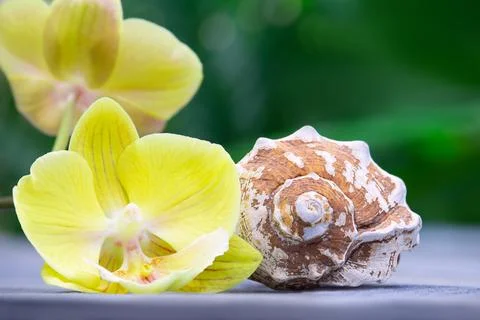 Lemon orchid with white shell behind green blurred background of palm leaves Foto stock