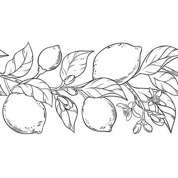 Lemon Outline Horizontal Seamless Pattern Stock Illustration