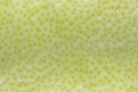 Lemon peel background Stock Photos