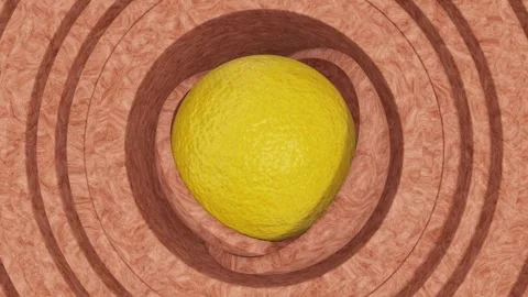 Lemon peel sphere inside of two wooden hemispheres surrounded by moving rings Stock-Footage 265978886