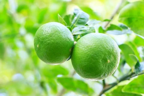 Lemon Stock Photos