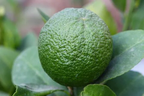 Lemon Stock Photos