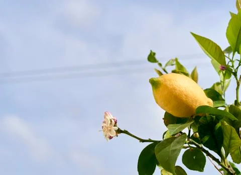 Lemon Stock Photos