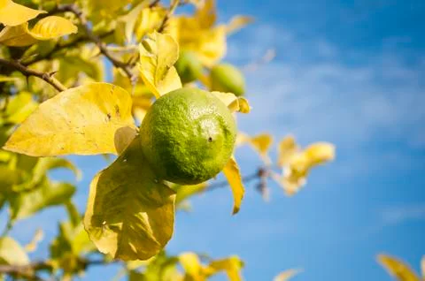 Lemon Stock Photos