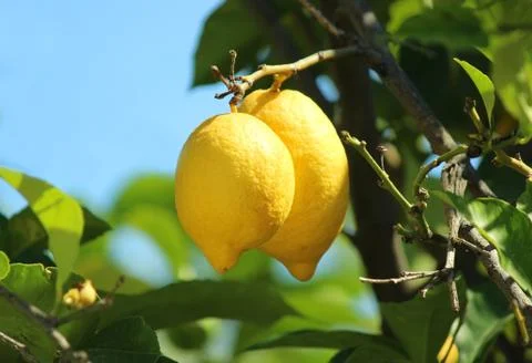 Lemon Stockfoto's