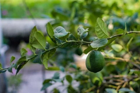 Lemon Stock Photos