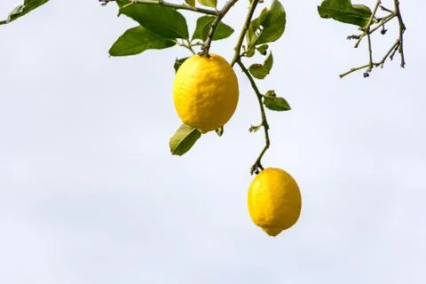 Lemon Stock Photos