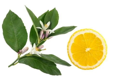 Lemon Stock Photos