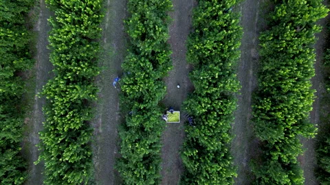 Lemon Pickers Filling Central Bin in Symmetrical Orchard Aerial Stock Footage 337638285