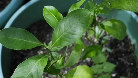 Lemon Plant Stock Footage 194185560