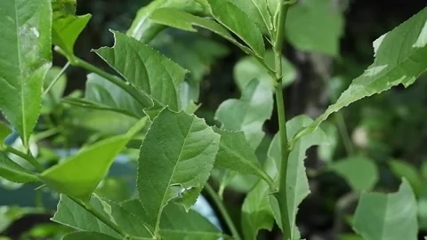 Lemon Plant Stock Footage 194185661