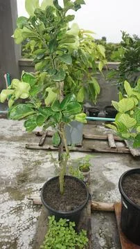Lemon plant Stock Photos